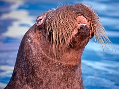 Pacific Walrus, Chukchi Sea
